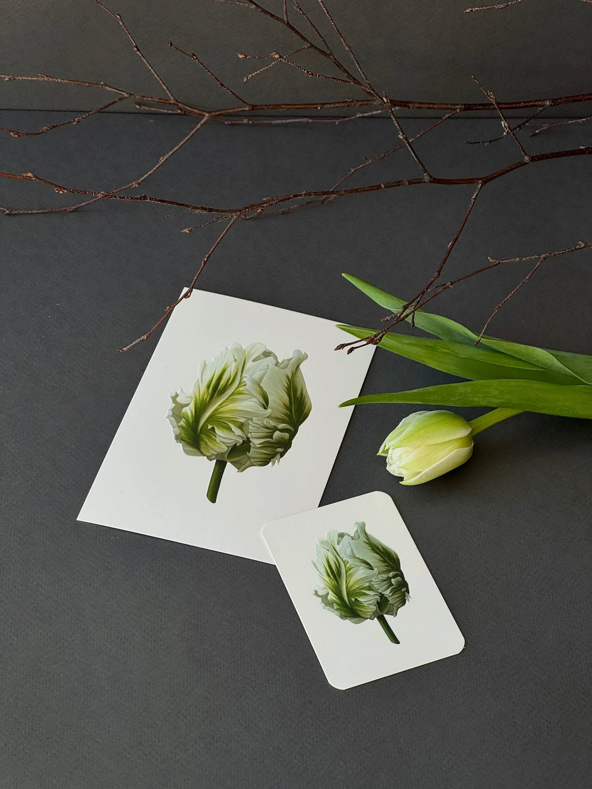 White greeting card and mini card with an embossed white and green parrot tulip illustration, styled with bare branches and a real white tulip.
