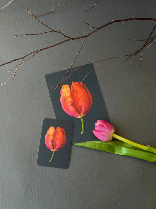 Navy greeting card and mini card with an embossed red, orange, and pink parrot tulip illustration, styled with bare branches and a real pink tulip.